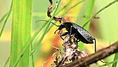 Ground beetle