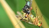 Common scorpionfly mating ritual