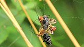 Common scorpionflies mating
