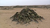 Welwitschia mirabilis