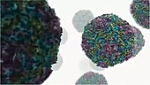 Human rhinovirus