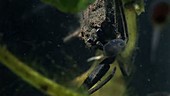 Water scorpion and tadpole