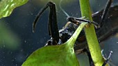 Water scorpion attacks tadpole
