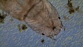 Aquatic insect larva head