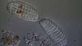 Ciliate protozoa sexual reproduction
