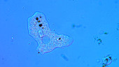 Amoeba protozoan