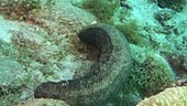 Furry sea cucumber rolling