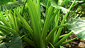 Philodendron giganteum