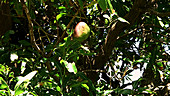 Mango in tree