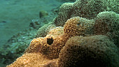 Spinyhead blenny in coral