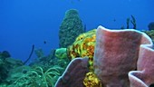 Reef with sponges