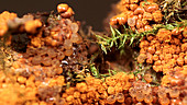 Fungi launching spores