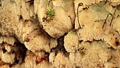Fungus on rotten beech