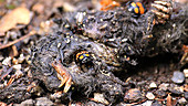 Sexton beetle in a dead mole