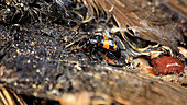 Sexton beetle on a dead bird