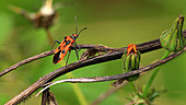 Corizus hyoscami bug