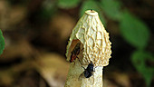 Fly on common stinkhorn