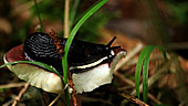 Black slug eating fungus