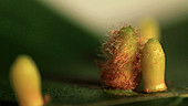 Galls on beech leaf