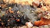 Sexton beetles on dead mole