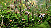 Marasmiellus mushrooms