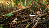 Ivory waxy cap fungus
