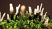 Young candlesnuff fungus