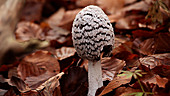 Shaggy ink cap