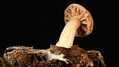 Hygrophorus mushroom on spruce