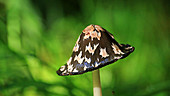 Magpie mushroom