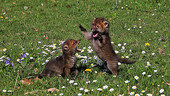 Red fox cubs playfighting