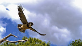 Spectacled owl taking off