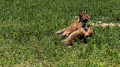 Red fox cubs playing