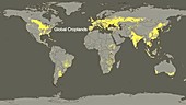 Global food imbalances, 21st century