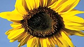 Sunflower flowering, timelapse