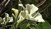 Tropical flowers