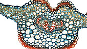 Fern leaf, light micrograph