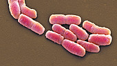 E. coli bacteria, SEM