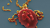 Red blood cell and bacteria, SEM