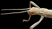 Stick insect, SEM
