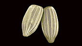 Cabbage white butterfly eggs, SEM