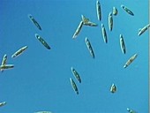 Euglena