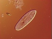 Paramecium multimicronucleatum