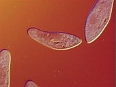 Paramecium multimicronucleatum