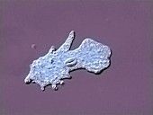 Amoeba proteus Sarcodinid