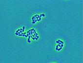 Enterococcus faecalis