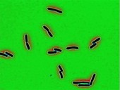 Growth of Salmonella enteritidis