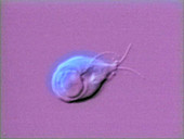 Giardia lamblia parasite