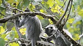 Silvered leaf monkeys