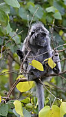 Silvered leaf monkey